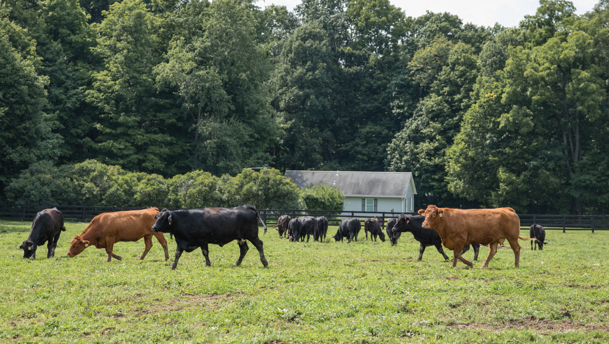 all natural beef, all natural burgers, beef burgers, hot dogs, ground beef