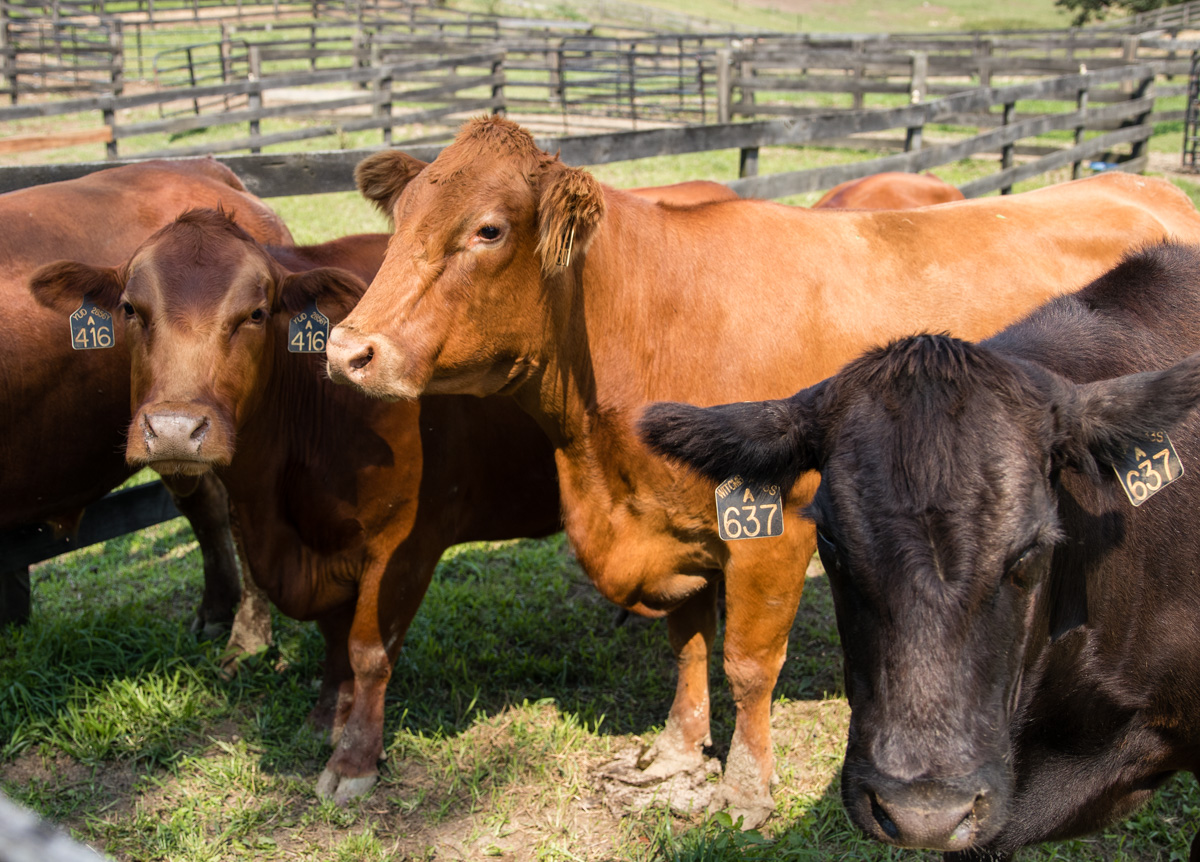 all natural beef, all natural burgers, beef burgers, hot dogs, ground beef