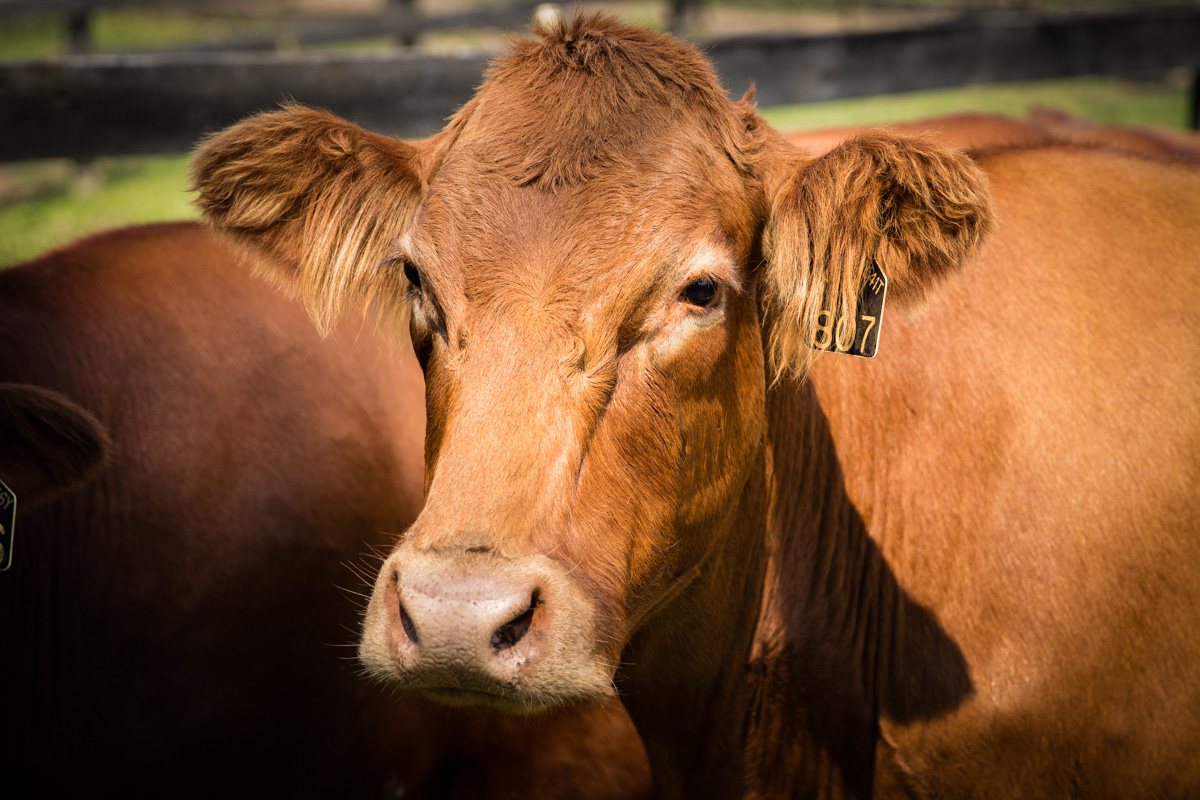 all natural beef, all natural burgers, beef burgers, hot dogs, ground beef