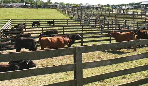 Circle L Ranch Our Story