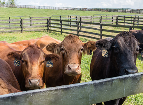 all natural beef, all natural burgers, beef burgers, hot dogs, ground beef